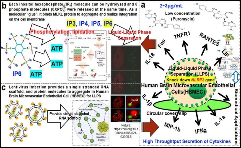 FELT_1660269188250064000.jpg 3.jpg